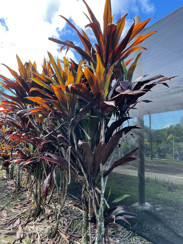 cordyline-fruticosa-black-magic-ti-plant-cordyline-terminalis-dracaena-terminalis