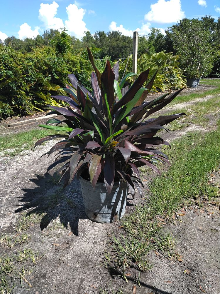 cordyline-fruticosa-black-magic-ti-plant-cordyline-terminalis-dracaena-terminalis