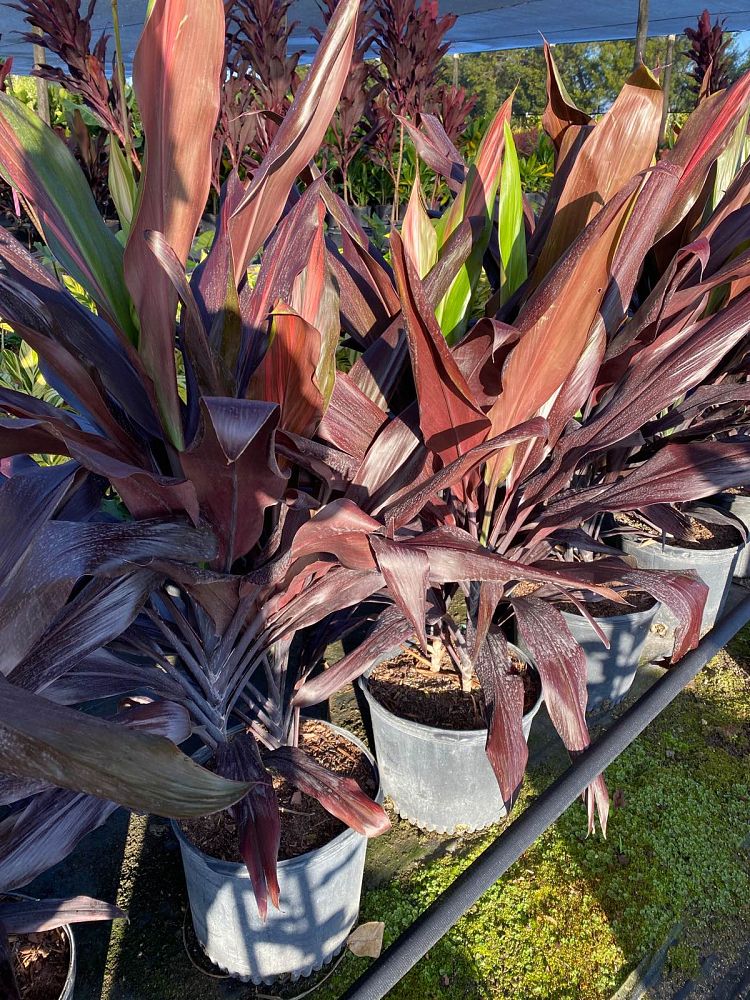 cordyline-fruticosa-black-magic-ti-plant-cordyline-terminalis-dracaena-terminalis