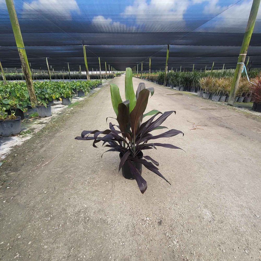 cordyline-fruticosa-black-magic-ti-plant-cordyline-terminalis-dracaena-terminalis