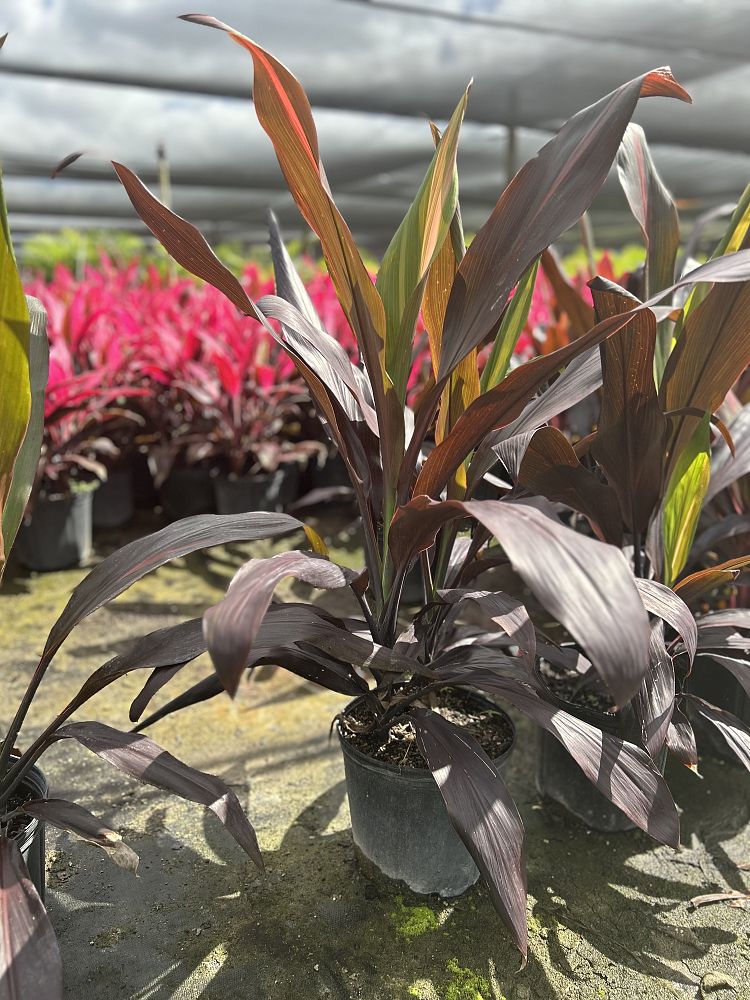 cordyline-fruticosa-black-magic-ti-plant-cordyline-terminalis-dracaena-terminalis