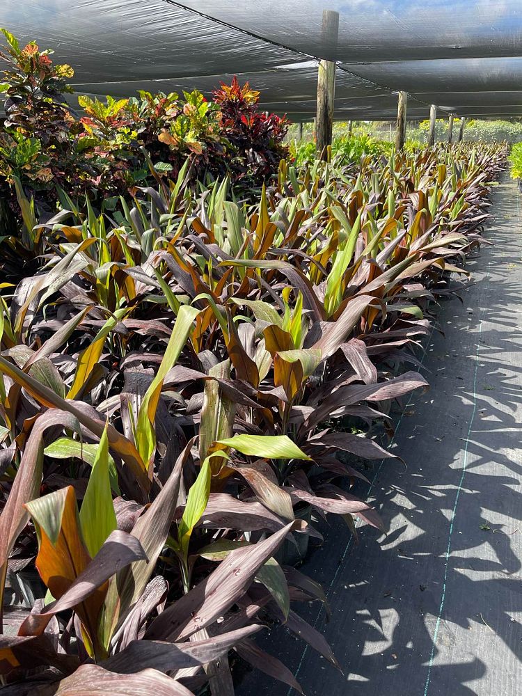 cordyline-fruticosa-black-magic-ti-plant-cordyline-terminalis-dracaena-terminalis