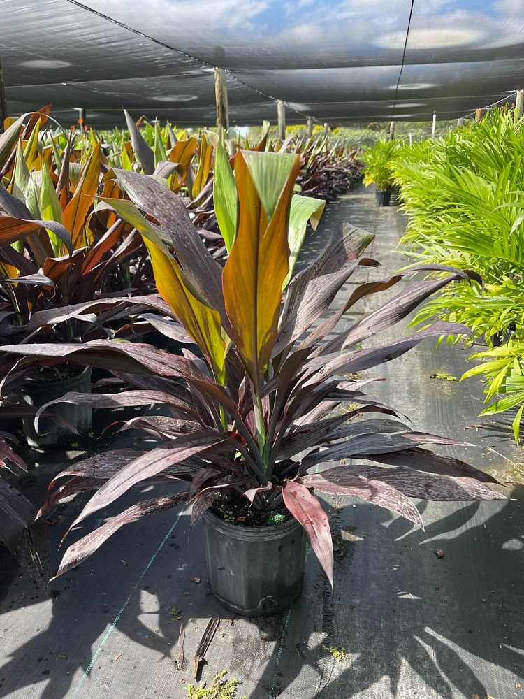 cordyline-fruticosa-black-magic-ti-plant-cordyline-terminalis-dracaena-terminalis