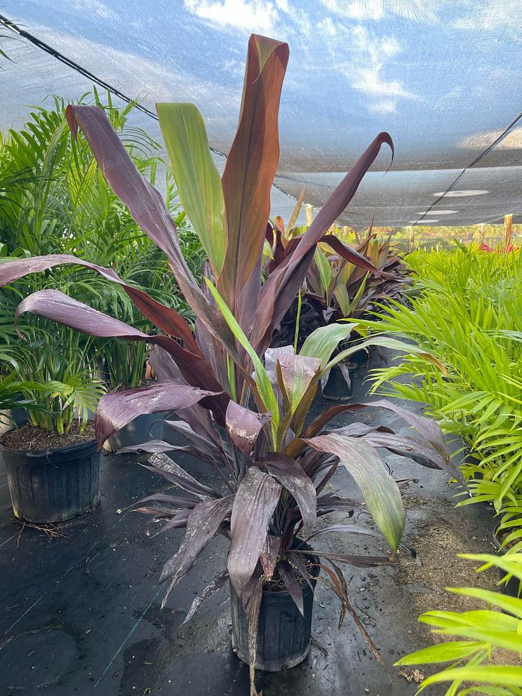 cordyline-fruticosa-black-magic-ti-plant-cordyline-terminalis-dracaena-terminalis