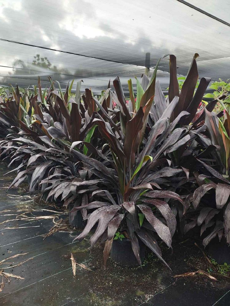 cordyline-fruticosa-black-magic-ti-plant-cordyline-terminalis-dracaena-terminalis