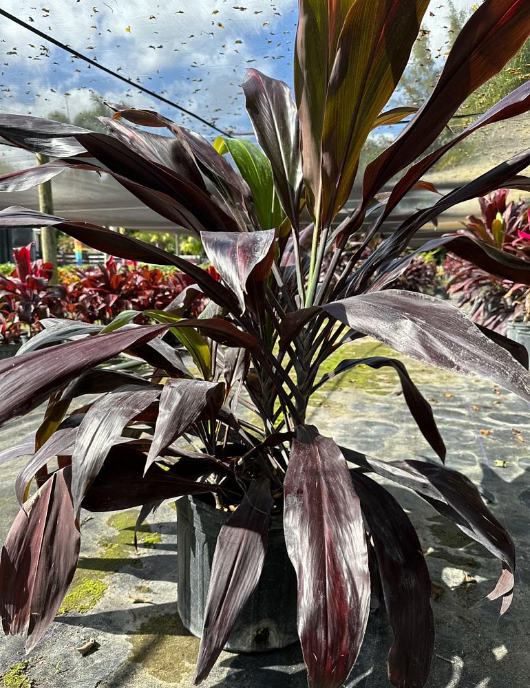 cordyline-fruticosa-black-magic-ti-plant-cordyline-terminalis-dracaena-terminalis