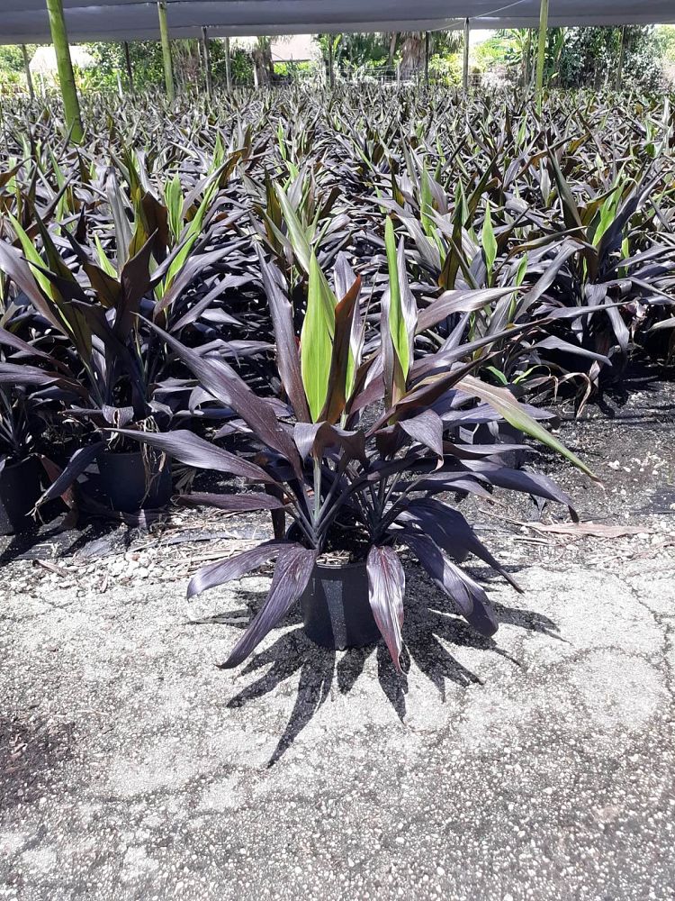 cordyline-fruticosa-black-magic-ti-plant-cordyline-terminalis-dracaena-terminalis