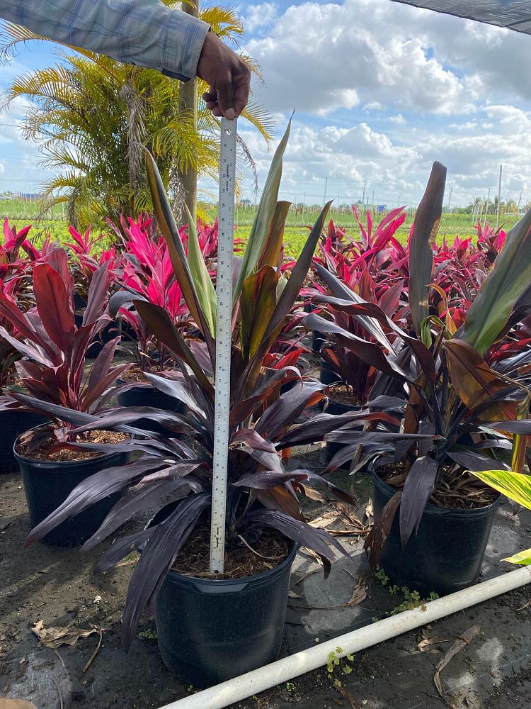 cordyline-fruticosa-black-magic-ti-plant-cordyline-terminalis-dracaena-terminalis