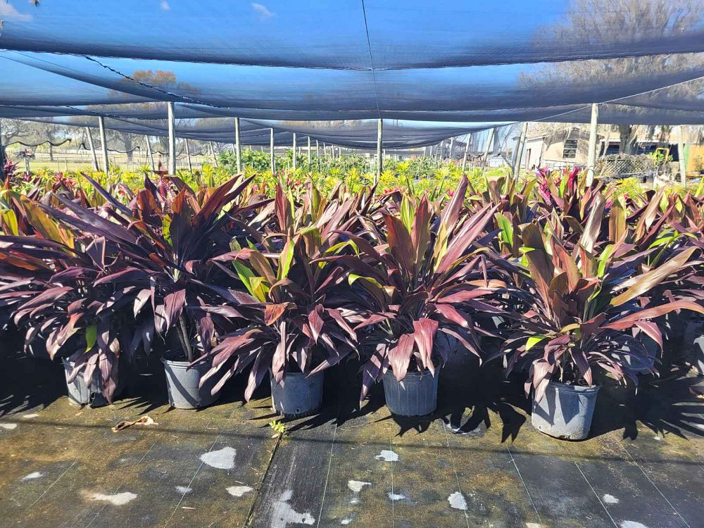 cordyline-fruticosa-black-magic-ti-plant-cordyline-terminalis-dracaena-terminalis