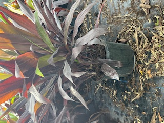 cordyline-fruticosa-black-magic-ti-plant-cordyline-terminalis-dracaena-terminalis