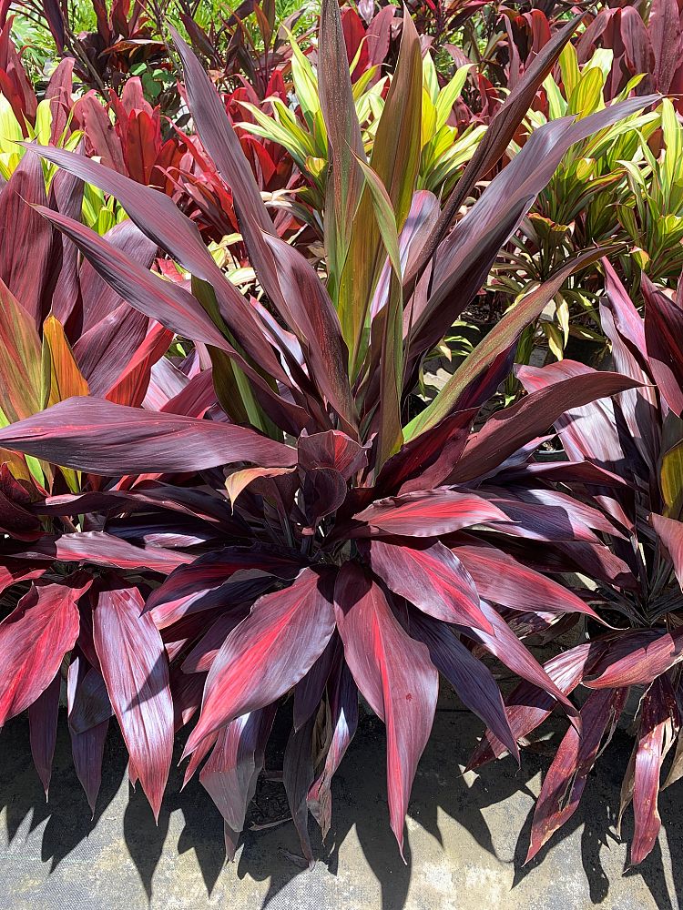 cordyline-fruticosa-black-magic-ti-plant-cordyline-terminalis-dracaena-terminalis