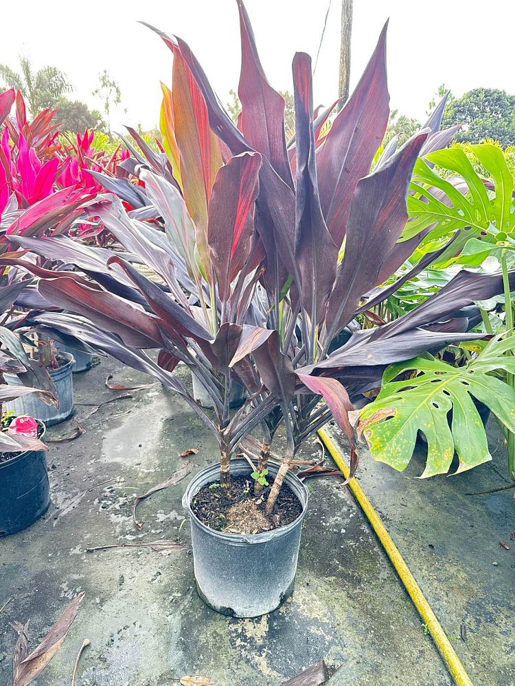 cordyline-fruticosa-black-magic-ti-plant-cordyline-terminalis-dracaena-terminalis