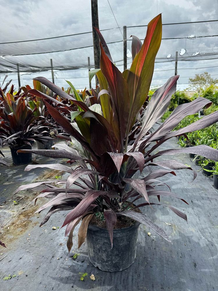 cordyline-fruticosa-black-magic-ti-plant-cordyline-terminalis-dracaena-terminalis