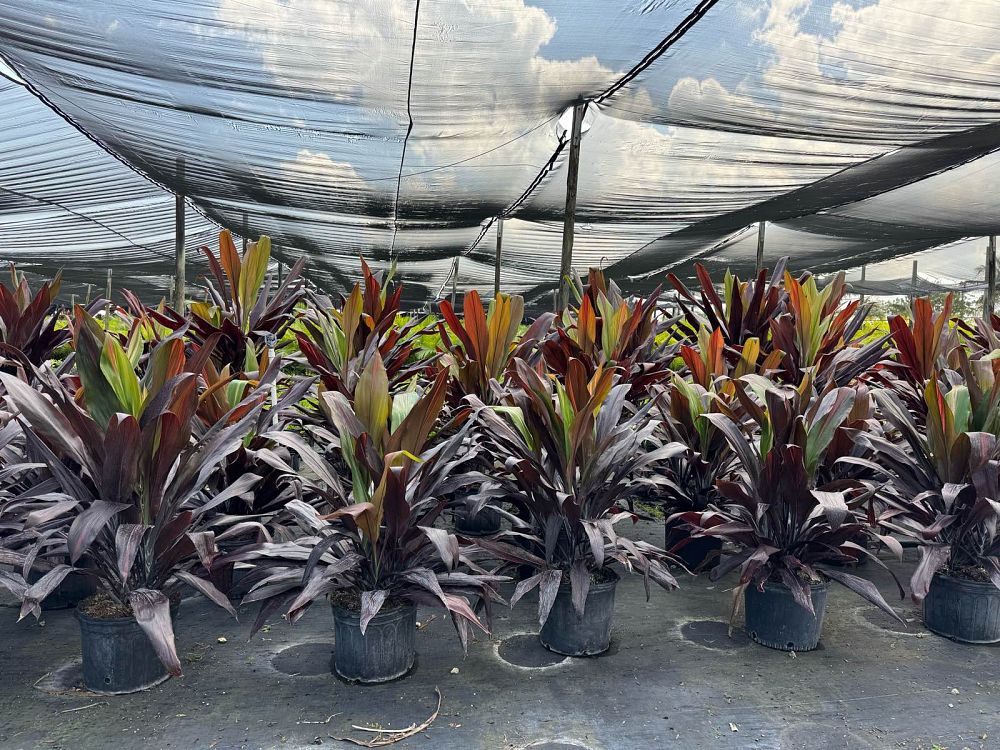 cordyline-fruticosa-black-magic-ti-plant-cordyline-terminalis-dracaena-terminalis