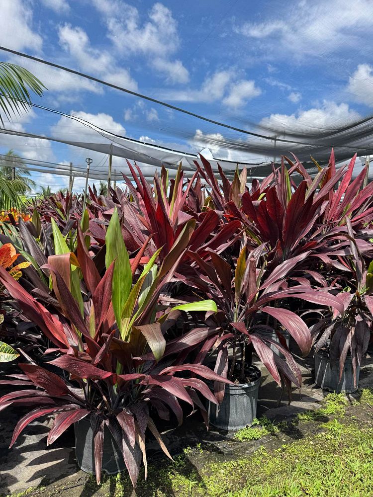 cordyline-fruticosa-black-magic-ti-plant-cordyline-terminalis-dracaena-terminalis