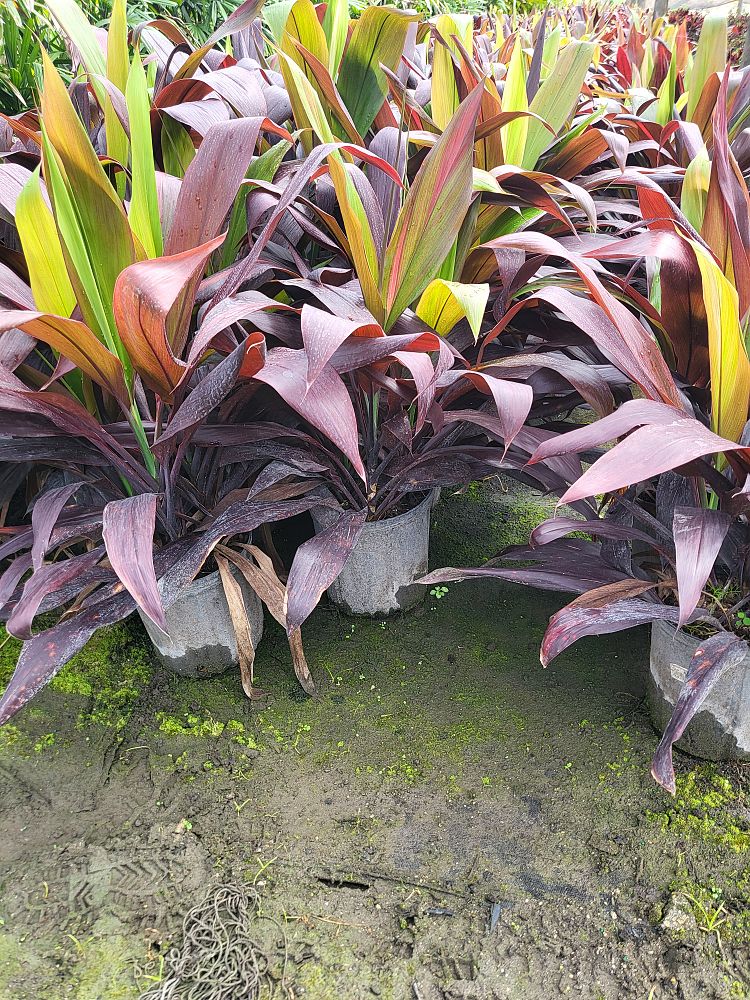 cordyline-fruticosa-black-magic-ti-plant-cordyline-terminalis-dracaena-terminalis
