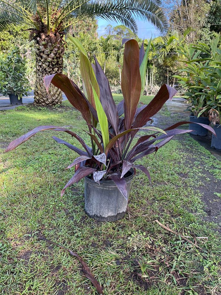 cordyline-fruticosa-black-magic-ti-plant-cordyline-terminalis-dracaena-terminalis