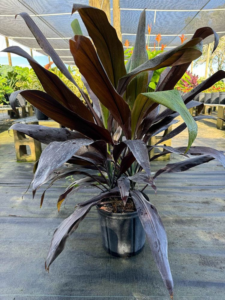 cordyline-fruticosa-black-magic-ti-plant-cordyline-terminalis-dracaena-terminalis