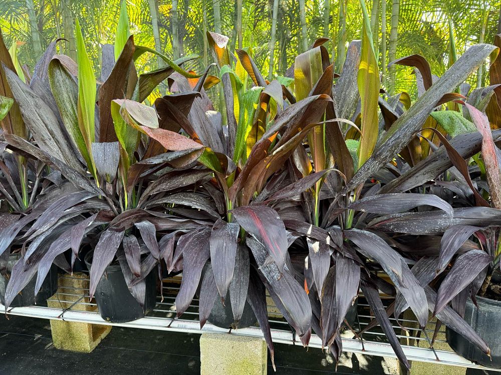 cordyline-fruticosa-black-magic-ti-plant-cordyline-terminalis-dracaena-terminalis