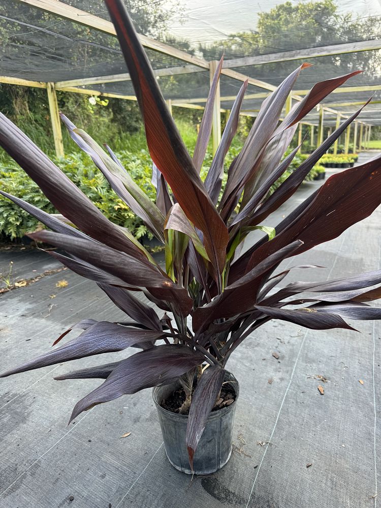cordyline-fruticosa-black-magic-ti-plant-cordyline-terminalis-dracaena-terminalis