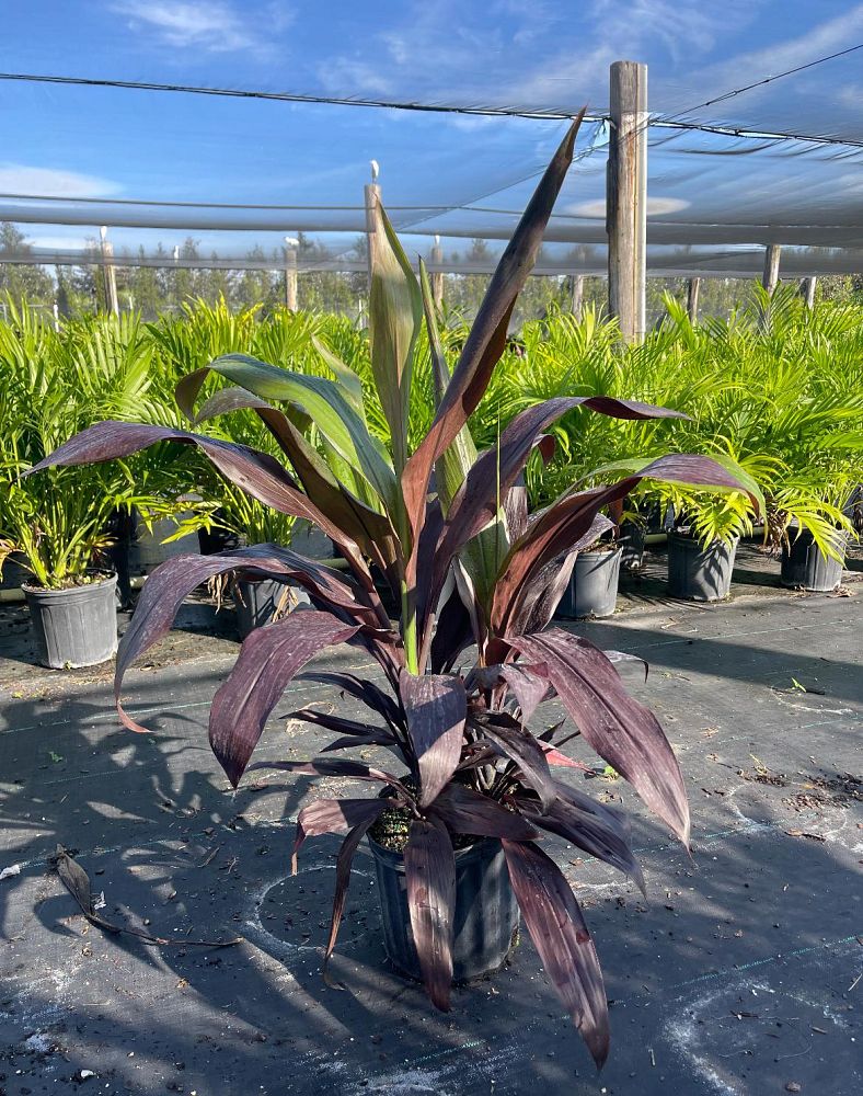 cordyline-fruticosa-black-magic-ti-plant-cordyline-terminalis-dracaena-terminalis
