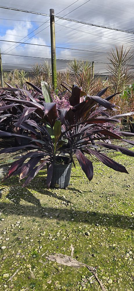 cordyline-fruticosa-black-magic-ti-plant-cordyline-terminalis-dracaena-terminalis