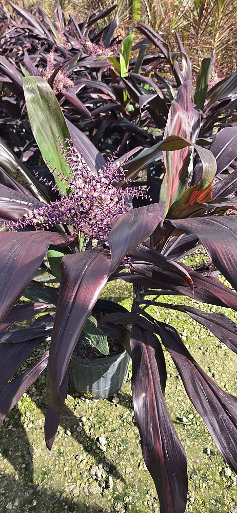 cordyline-fruticosa-black-magic-ti-plant-cordyline-terminalis-dracaena-terminalis
