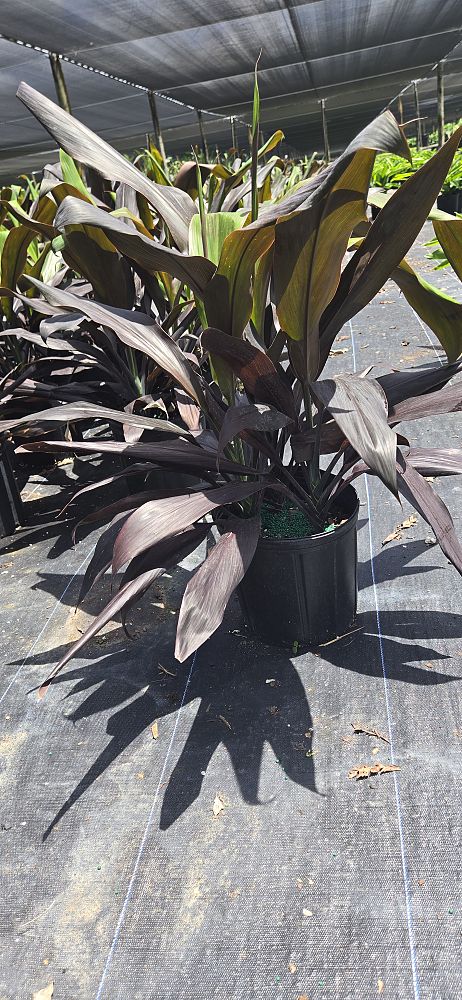 cordyline-fruticosa-black-magic-ti-plant-cordyline-terminalis-dracaena-terminalis