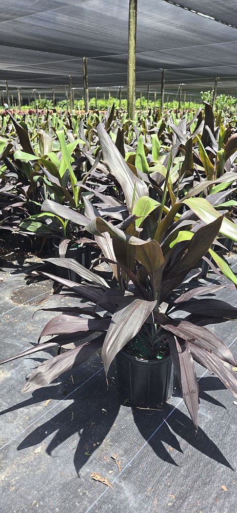 cordyline-fruticosa-black-magic-ti-plant-cordyline-terminalis-dracaena-terminalis
