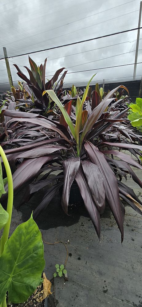 cordyline-fruticosa-black-magic-ti-plant-cordyline-terminalis-dracaena-terminalis