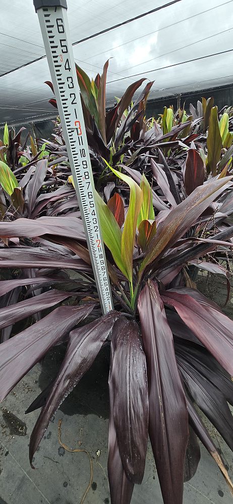 cordyline-fruticosa-black-magic-ti-plant-cordyline-terminalis-dracaena-terminalis