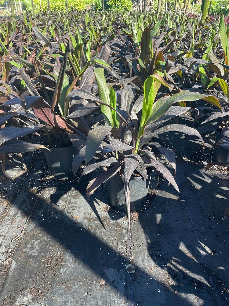 cordyline-fruticosa-black-magic-ti-plant-cordyline-terminalis-dracaena-terminalis