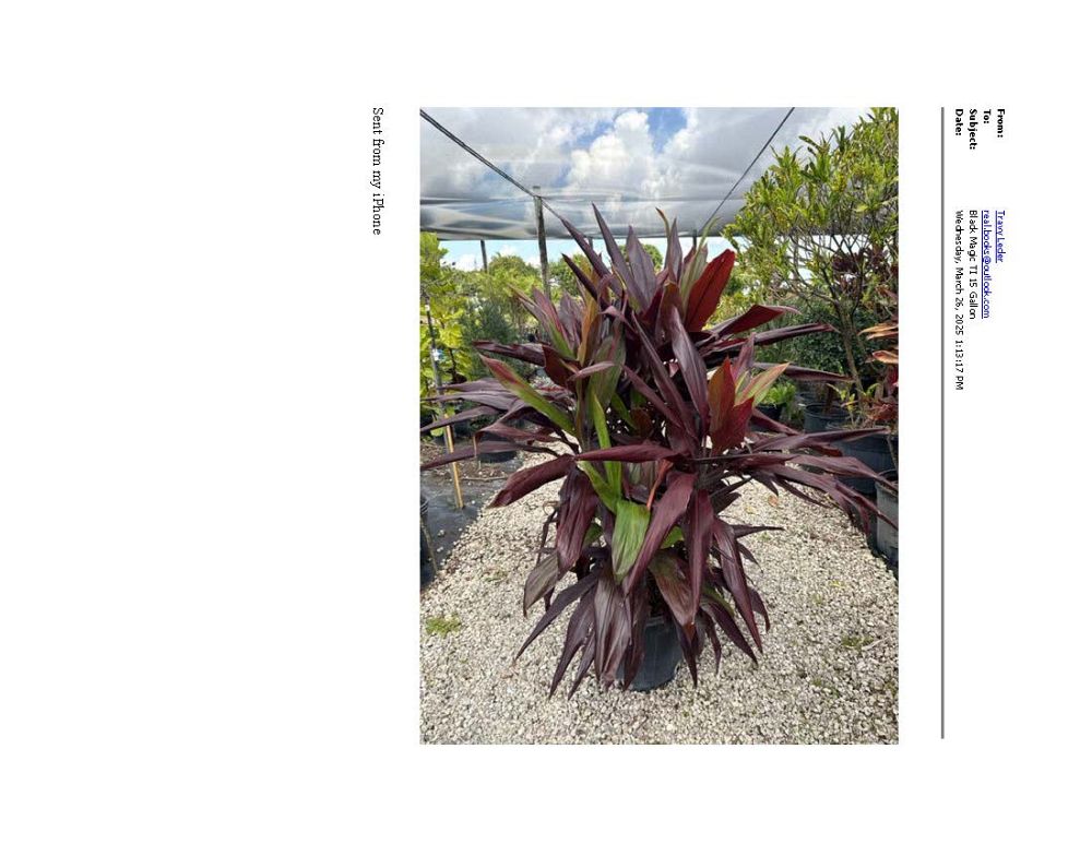cordyline-fruticosa-black-magic-ti-plant-cordyline-terminalis-dracaena-terminalis