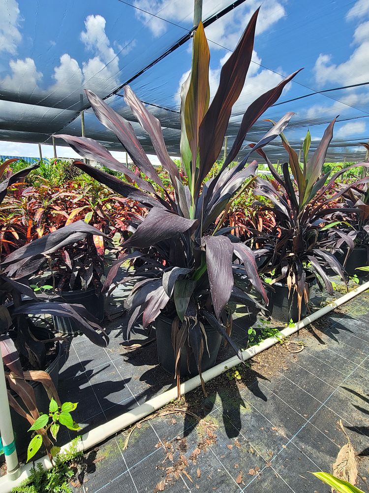 cordyline-fruticosa-black-magic-ti-plant-cordyline-terminalis-dracaena-terminalis
