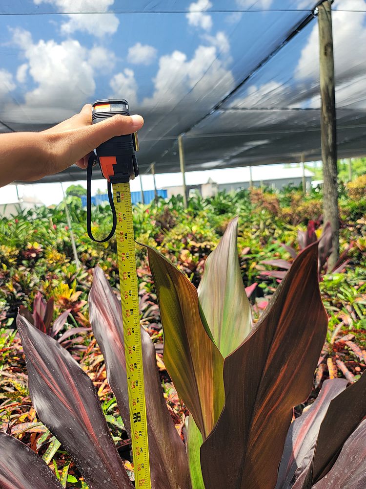 cordyline-fruticosa-black-magic-ti-plant-cordyline-terminalis-dracaena-terminalis