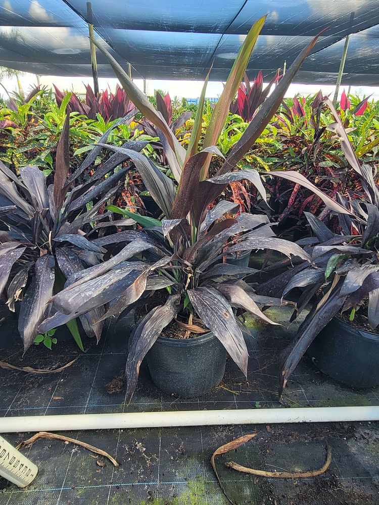 cordyline-fruticosa-black-magic-ti-plant-cordyline-terminalis-dracaena-terminalis