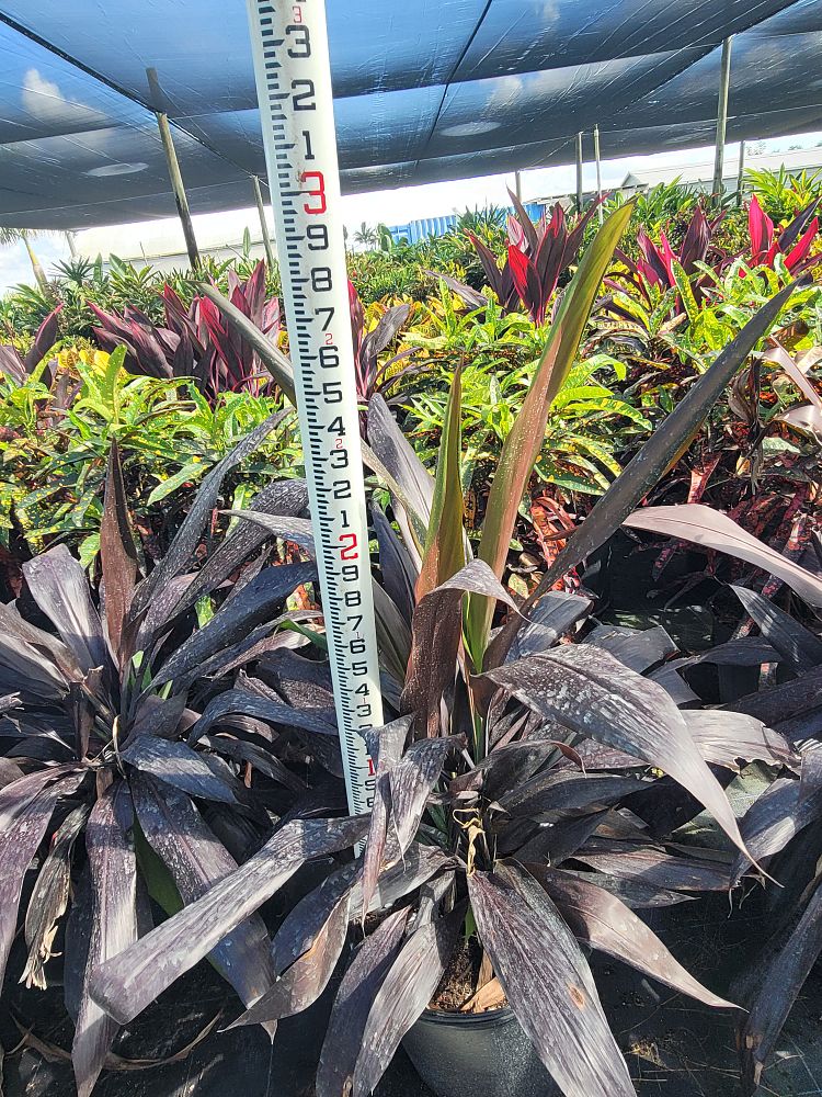 cordyline-fruticosa-black-magic-ti-plant-cordyline-terminalis-dracaena-terminalis