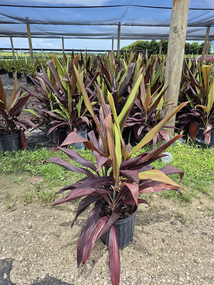 cordyline-fruticosa-black-magic-ti-plant-cordyline-terminalis-dracaena-terminalis