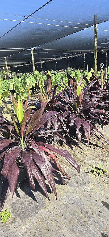 cordyline-fruticosa-black-magic-ti-plant-cordyline-terminalis-dracaena-terminalis