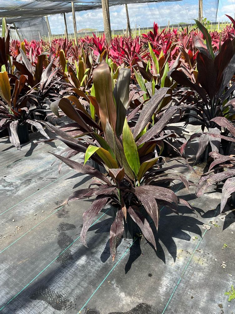 cordyline-fruticosa-black-magic-ti-plant-cordyline-terminalis-dracaena-terminalis