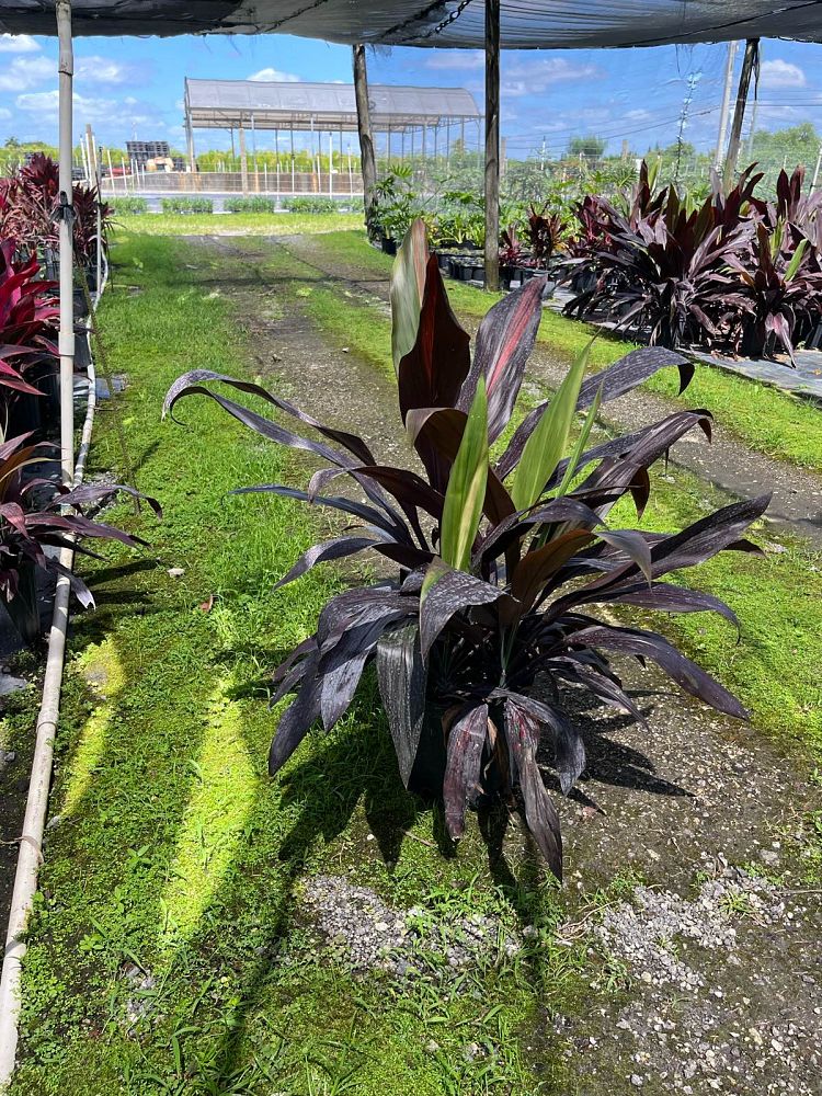 cordyline-fruticosa-black-magic-ti-plant-cordyline-terminalis-dracaena-terminalis