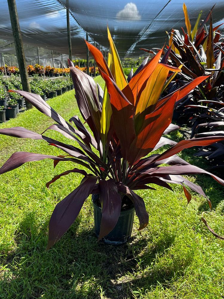 cordyline-fruticosa-black-magic-ti-plant-cordyline-terminalis-dracaena-terminalis