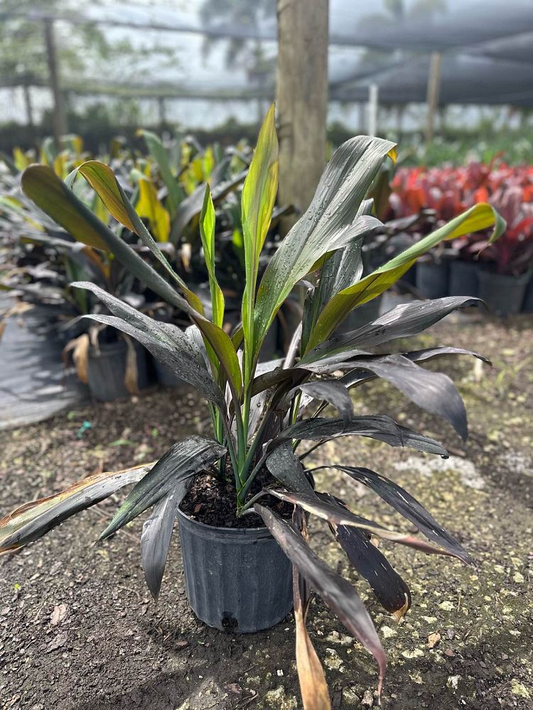 cordyline-fruticosa-black-magic-ti-plant-cordyline-terminalis-dracaena-terminalis