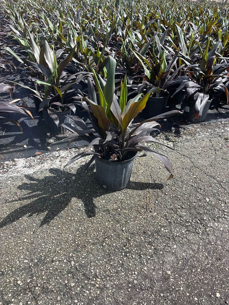 cordyline-fruticosa-black-magic-ti-plant-cordyline-terminalis-dracaena-terminalis