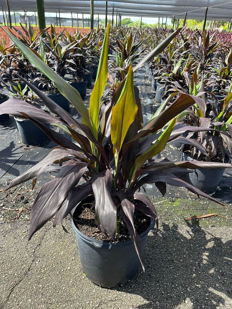 cordyline-fruticosa-black-magic-ti-plant-cordyline-terminalis-dracaena-terminalis