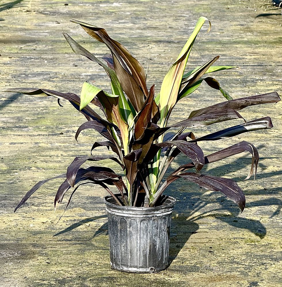 cordyline-fruticosa-black-magic-ti-plant-cordyline-terminalis-dracaena-terminalis