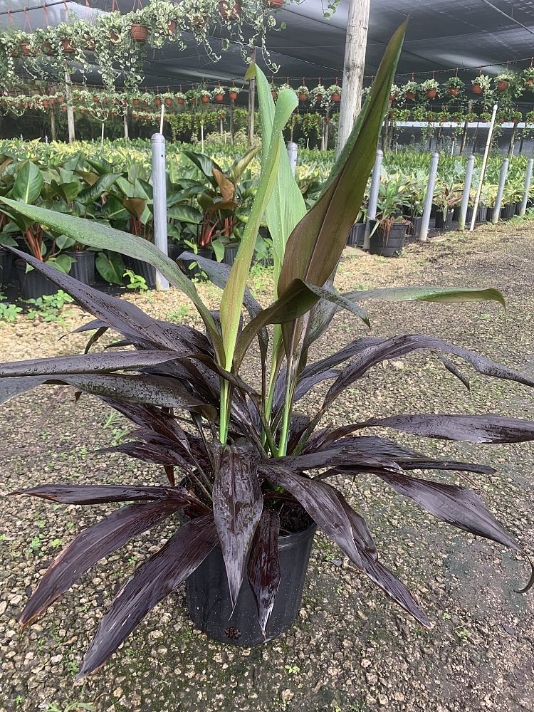 cordyline-fruticosa-black-magic-ti-plant-cordyline-terminalis-dracaena-terminalis