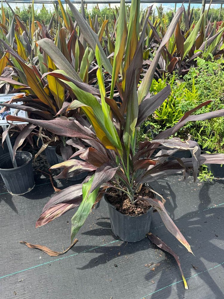 cordyline-fruticosa-black-magic-ti-plant-cordyline-terminalis-dracaena-terminalis