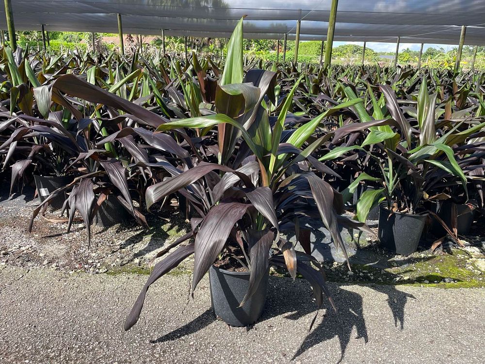 cordyline-fruticosa-black-magic-ti-plant-cordyline-terminalis-dracaena-terminalis