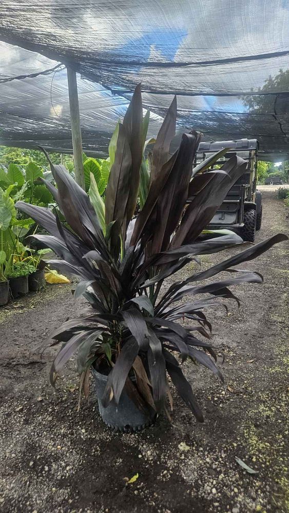 cordyline-fruticosa-black-magic-ti-plant-cordyline-terminalis-dracaena-terminalis